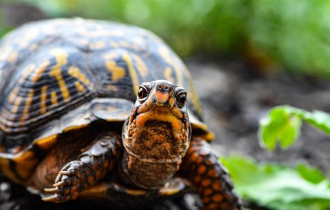 Țestoasele eșuate pe coastele din Texas sunt salvate de localnici