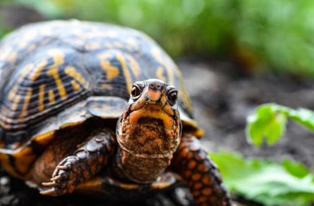 Țestoasele eșuate pe coastele din Texas sunt salvate de localnici