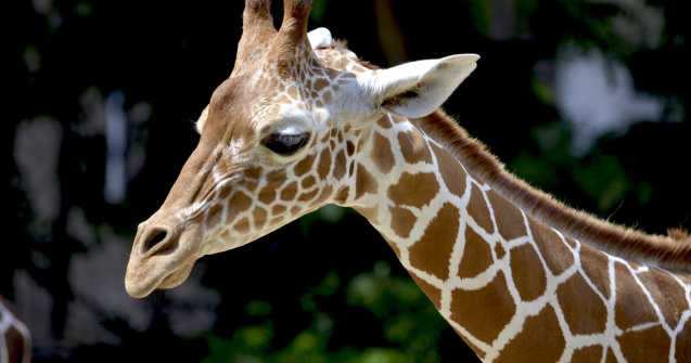 A murit singura girafă care putea fi văzută la grădină zoologică din România