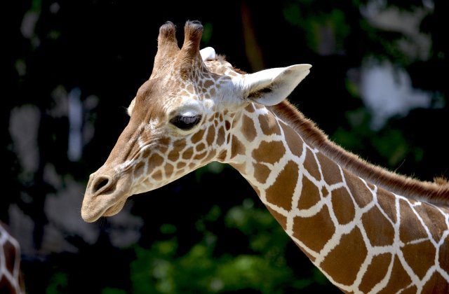 A murit singura girafă care putea fi văzută la grădină zoologică din România