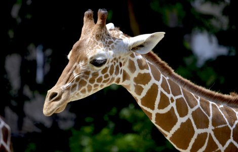 A murit singura girafă care putea fi văzută la grădină zoologică din România