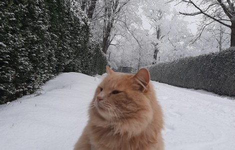 Un motan de la un zoo din Piatra Neamț a fost furat! Hoții vor fi făcuți de râs pe Facebook dacă nu îl vor înapoia