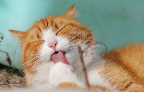  Top  Pisicile roșcate: 8 motive pentru care sunt considerate mai puțin obișnuite