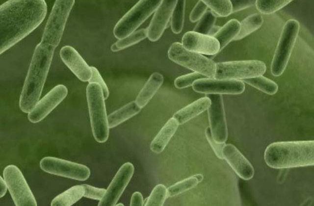 Studiu: Microbii vor fi ultimii supravietuitori ai Terrei