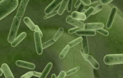 Studiu: Microbii vor fi ultimii supravietuitori ai Terrei