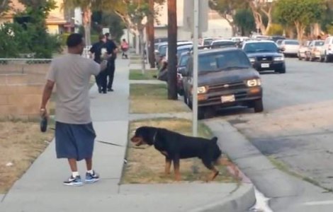 Caine impuscat de Politie, sub ochii stapanului