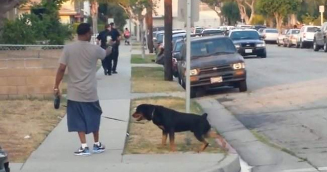 Caine impuscat de Politie, sub ochii stapanului