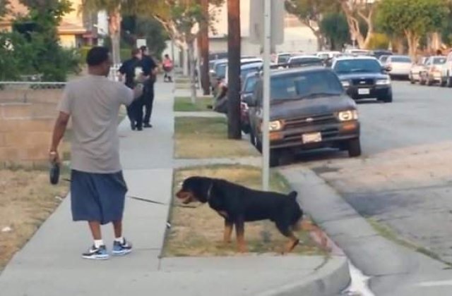 [VIDEO] Caine impuscat de Politie, sub ochii stapanului