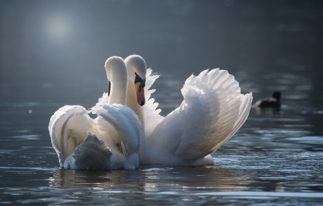 Iași: Două lebede au fost salvate de polițiști