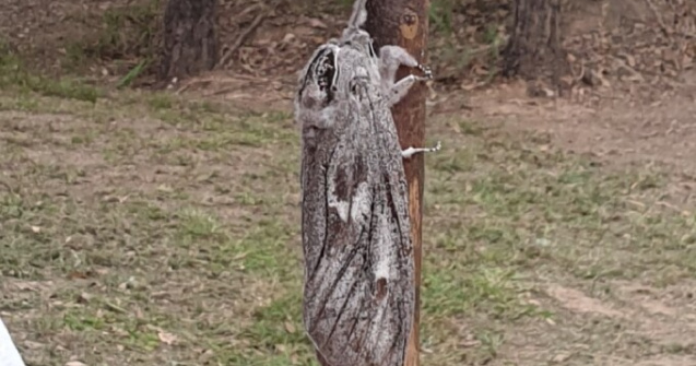 O molie de mărimea unei palme a fost descoperită în Australia