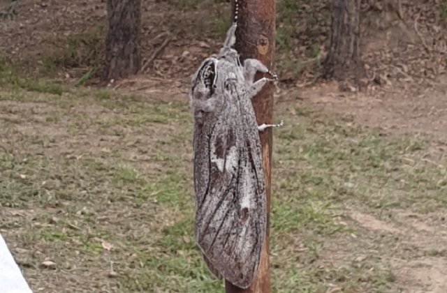 O molie de mărimea unei palme a fost descoperită în Australia