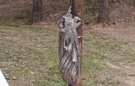 O molie de mărimea unei palme a fost descoperită în Australia