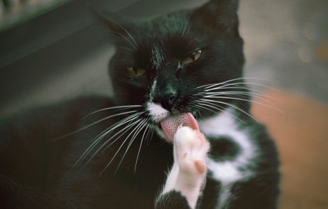  Top  Săruturi umede și aspre: 4 particularități uimitoare ale limbii unei pisici