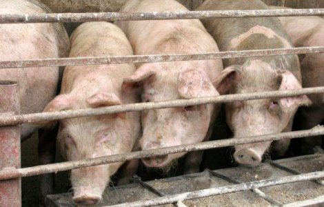 Rusia a interzis carnea de porc din R.Moldova