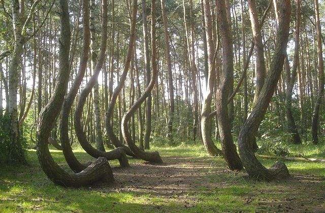 Cele mai ciudate 10 paduri din lume