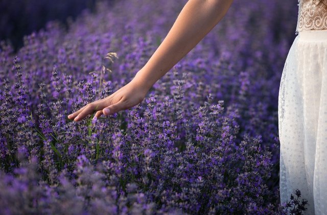 Te calmează și reduce durerea! 4 moduri de utilizare a uleiului de lavandă