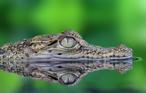 Un tânăr a fost grav rănit după ce s-a luptat două ore cu un crocodil