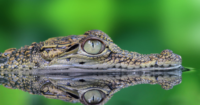 Un tânăr a fost grav rănit după ce s-a luptat două ore cu un crocodil