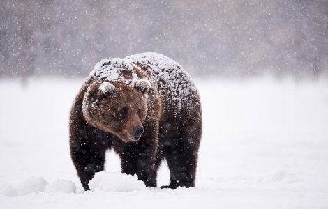 VIDEO: Urși filmați în timp ce inspectează o cameră de monitorizare
