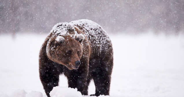 VIDEO: Urși filmați în timp ce inspectează o cameră de monitorizare amplasată într-o pădure din Neamț