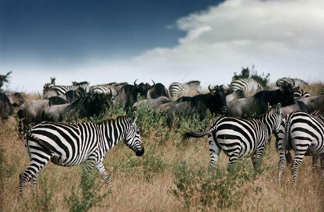 Cele mai tari destinatii de safari din lume