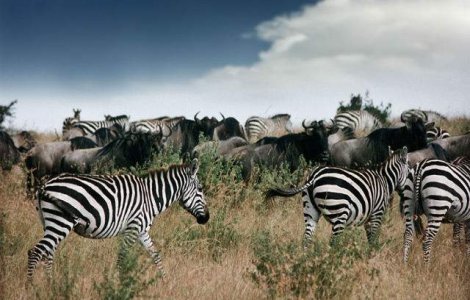 Cele mai tari destinatii de safari din lume