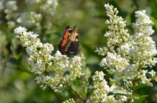 Franța: Situația faunei și florei s-a deteriorat semnificativ &icirc;n ultimii 13 ani