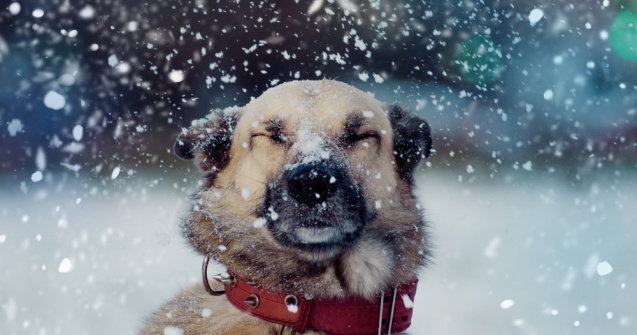 O fată de 9 ani și-a cărat câinele în spate pentru a-l duce la veterinar