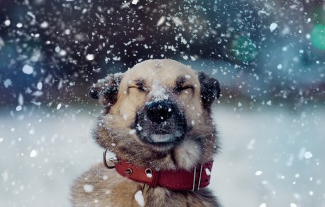 O fată de 9 ani și-a cărat câinele în spate pentru a-l duce la veterinar