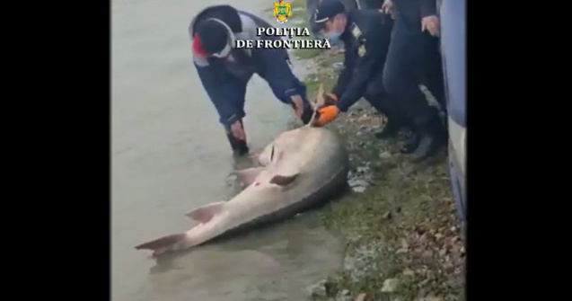 Tulcea: Polițiștii au găsit un morun de 140 de kilograme în căruța unor bărbați