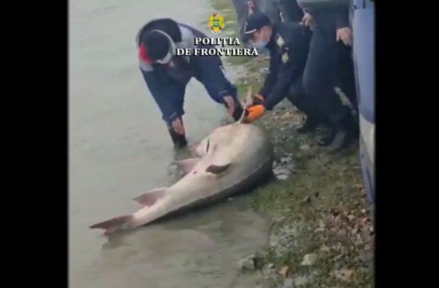 VIDEO Morun de 140 de kilograme eliberat &icirc;n Dunăre, după ce polițiștii de frontieră au găsit peștele &icirc;n căruța unor bărbați