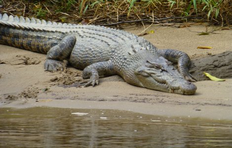 Mai mulţi crocodili în libertate, după ce au evadat de la o fermă