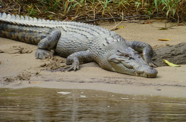 Mai mulţi crocodili &icirc;n libertate, după ce au evadat de la o fermă din Africa de Sud