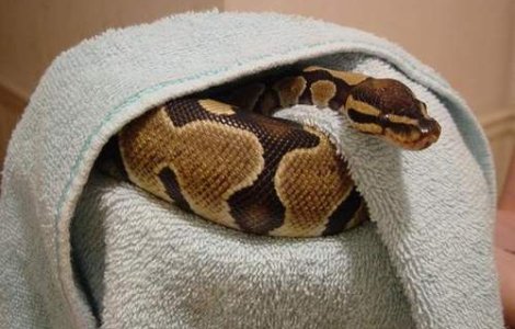 Imblanzitoare de serpi la 3 ani