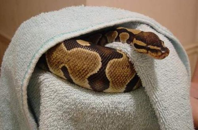 Imblanzitoare de serpi la 3 ani