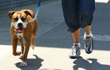 Bucuresti: Detinatorii de caini trebuie sa-si declare patrupedele