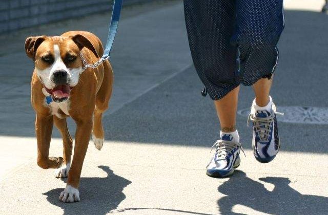 Bucuresti: Detinatorii de caini trebuie sa-si declare patrupedele pana la sfarsitul anului