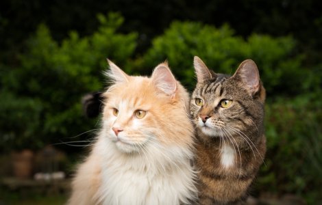 Polițiștii din Cluj caută o persoană care a decapitat două pisici