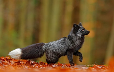 VIDEO: Un animal care suferă de o modificare genetică rară a speriat locuitorii unui cartier din Londra