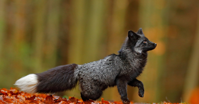 VIDEO: Un animal care suferă de o modificare genetică rară a speriat locuitorii