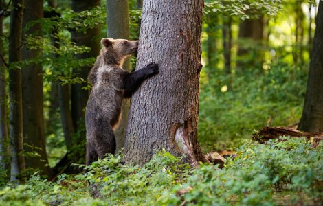 Un urs abia ieșit din hibernare a fost surprins de camerele de supraveghere