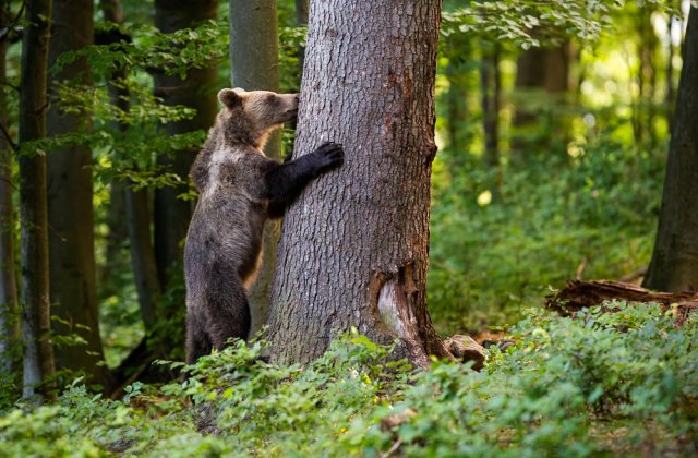 VIDEO: Un urs abia ieșit din hibernare a fost surprins de camerele de supraveghere