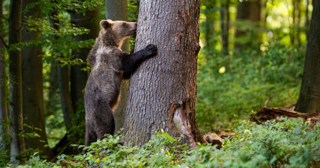 Un urs abia ieșit din hibernare a fost surprins de camerele de supraveghere