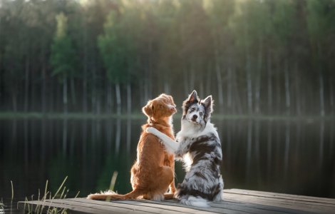 Câinii lui Biden, alungați de la Casa Albă după „un incident”