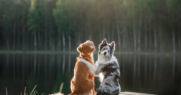 Câinii lui Biden, alungați de la Casa Albă după „un incident”