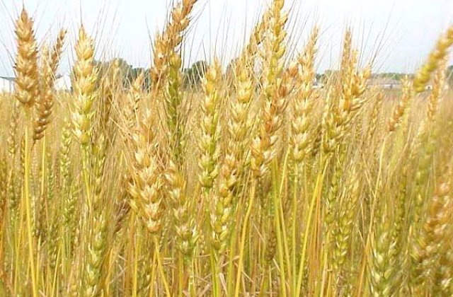 FAO prognozeaza o recolta record la cereale