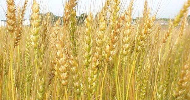 FAO prognozeaza o recolta record la cereale