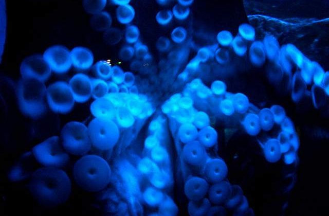 Specia umana ar putea dezvolta tentacule si o piele care isi schimba culoarea