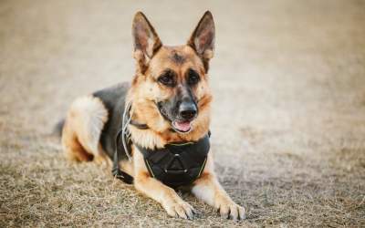 În Mexic, câinii sunt...