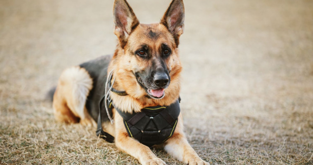 În Mexic, câinii sunt antrenați pentru a depista persoanele infectate cu COVID